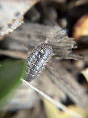 Armadillidium vulgare