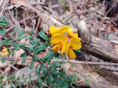 Pultenaea scabra