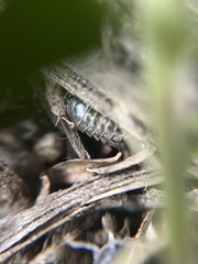 Armadillidium vulgare