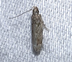Anacampsis