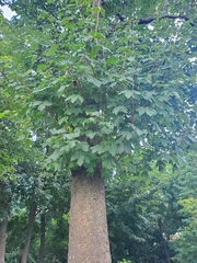 Acer pseudoplatanus