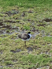 Vanellus miles novaehollandiae