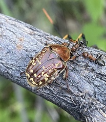 Euphoria leucographa
