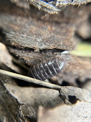 Armadillidium vulgare