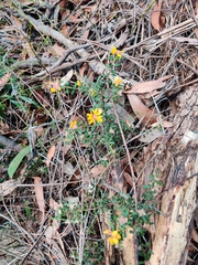 Pultenaea scabra