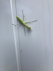 Tenodera angustipennis