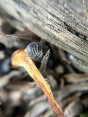 Armadillidium vulgare