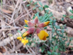 Pultenaea scabra