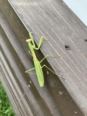 Tenodera angustipennis