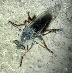 Heteropogon macerinus