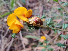 Pultenaea scabra