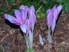 Colchicum autumnale