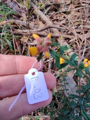 Pultenaea scabra