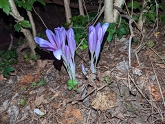 Colchicum autumnale