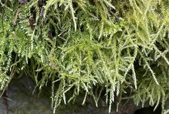 Plagiothecium undulatum