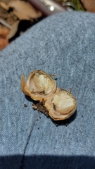 Geastrum