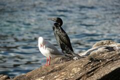 Phalacrocorax sulcirostris