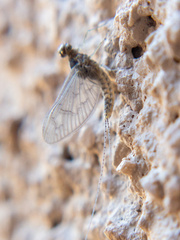 Callibaetis pictus