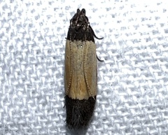 Anacampsis coverdalella