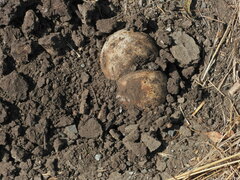 Pisolithus tinctorius
