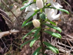 Philotheca hispidula