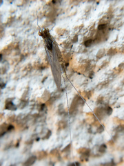 Callibaetis pictus