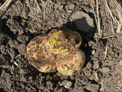 Pisolithus tinctorius