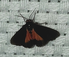 Virbia laeta
