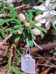 Philotheca hispidula