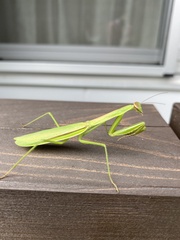 Tenodera angustipennis