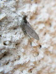 Callibaetis pictus