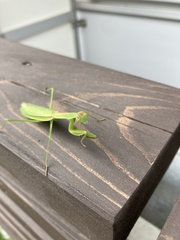 Tenodera angustipennis