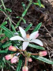 Philotheca hispidula