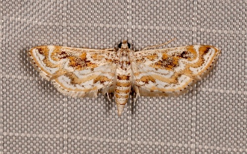 Hydrilla Leafcutter Moth photo 4