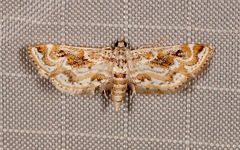 Parapoynx diminutalis