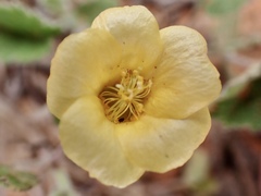 Abutilon otocarpum