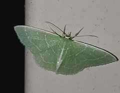 Synchlora aerata