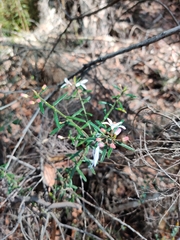 Philotheca hispidula