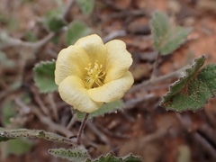 Abutilon otocarpum