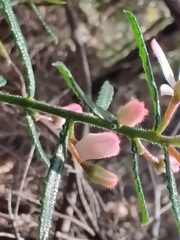 Philotheca hispidula