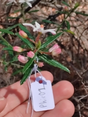 Philotheca hispidula