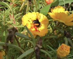 Melissodes bimaculatus