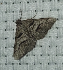 Digrammia continuata