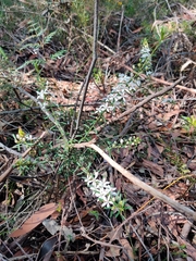 Philotheca hispidula