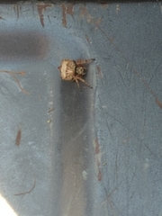 Acanthepeira