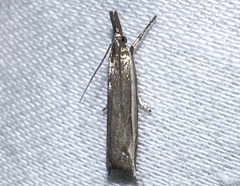Raphiptera argillaceellus