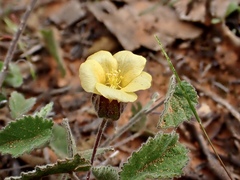 Abutilon otocarpum