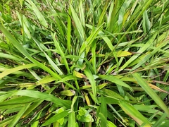 Paspalum langei