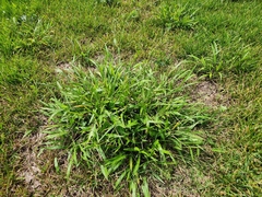 Paspalum langei