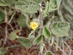 Abutilon otocarpum